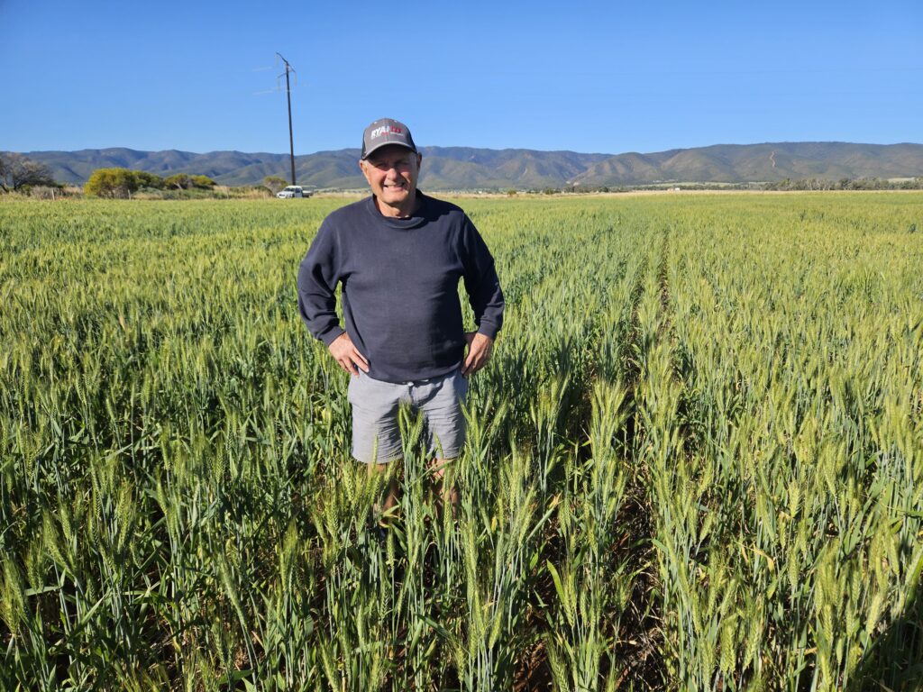 Scepter crop sown with flexi-coil st820 with RYAN NT discs